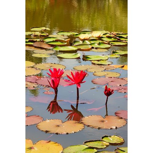 Thailand Royal Park Ratchaphruek Water lilies